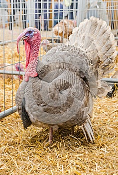 Big beautiful turkey on a farm