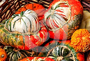 Colorful Turks Turban Gourds photo