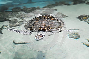 Big beautiful turtle floating in the sea near the shore.