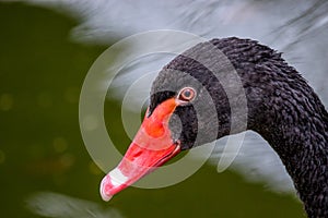 Big beautiful water bird black swan portrait