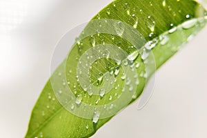 Big beautiful water drops on fresh leaves. Beautiful leaf texture in nature. Nature background