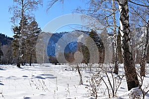 Beautiful winter landscape. Mountains and birches. Siberia. Khakassia.