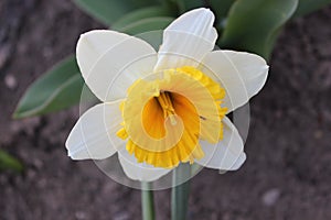 Big beautiful white daffodil flower. Early spring. photo