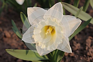 Big beautiful white daffodil flower. Early spring. photo