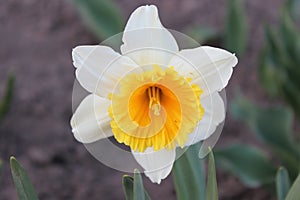 Big beautiful white daffodil flower. Early spring photo