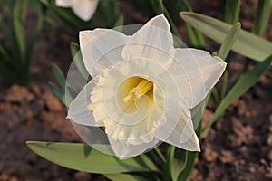 Big beautiful white daffodil flower. Early spring photo