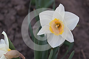 Big beautiful white daffodil flower. Early spring photo