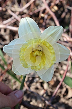 Big beautiful white daffodil flower. Early spring photo