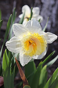 Big beautiful white daffodil flower. Early spring