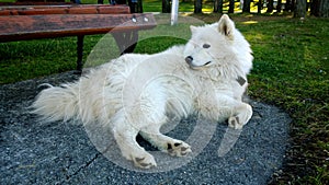 Big beautiful white dog lying in the Park near the bench and looking