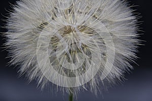 Big beautiful white fluffy dandelion isolated on black background