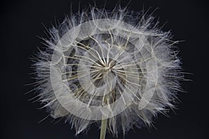 Big beautiful white fluffy dandelion isolated on black background