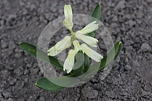 Big beautiful white hyacinth flower. Early spring