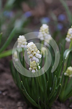 Big beautiful white hyacinth flower. Early spring