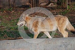 A big beautiful wolf shows his formidable grin and strength