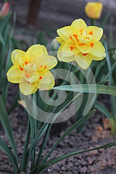 Big beautiful yellow daffodil flower. Early spring photo