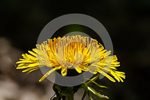 Big beautiful yellow dandelions spring and summer macro background