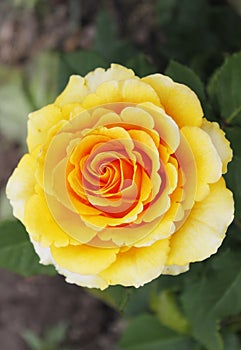 Big beautiful yellow rose flower