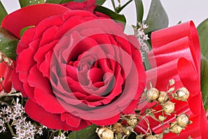 Big beautifulof red roses flower. Texture ped colors. Valentine photo