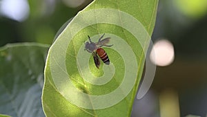 A big bee flees by sucking the juice from the green leaves in the garden