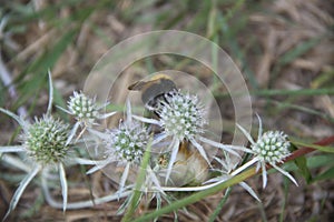 Big bee on green thistle