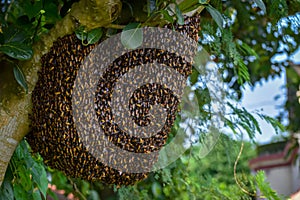 Big Bee hive on branch of tree in nature