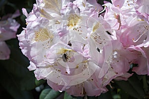 Big bee on a pink flower in the forest