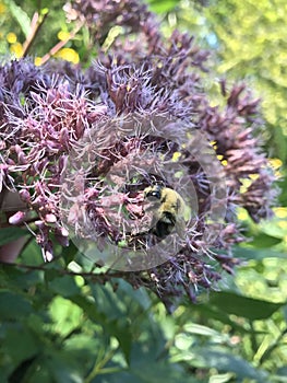 The big bee pollinates the purple flower.