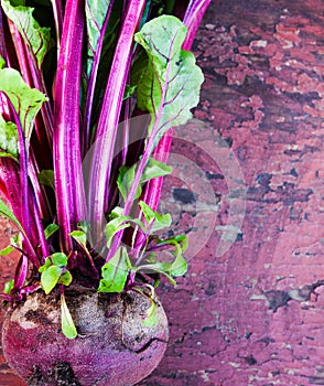 Big beet root with dense foliage on a wooden board