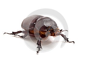 Big beetle