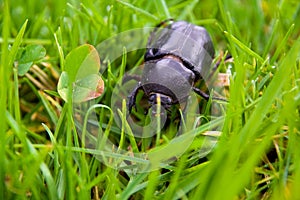 Big beetle