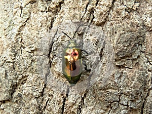 Beetle bug on tree