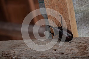 Big beetle, bug on a wood shelf in macro closeup, tries to climb