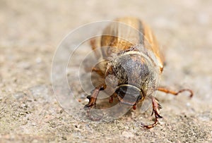 Big beetle is crawling on the ground. Macro picture. You can see feelers, mandibles and legs from close-up