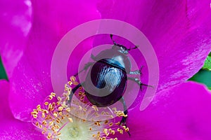 Big beetle on a flower.
