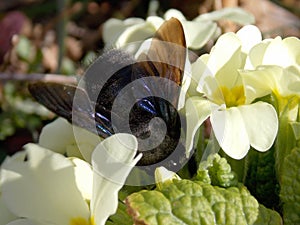 Big beetle on the flower