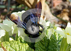 Big beetle on the flower