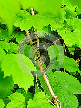 big beetle in the forest