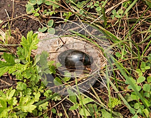 Big beetle in the grass