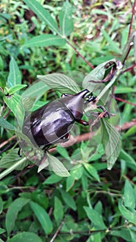 Big beetle on the grass, it so cute