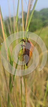 the big beetle that perched on the grass tree