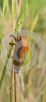the big beetle that perched on the grass tree