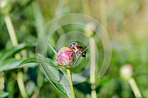 Big beetle sits quietly on peony bud crawls