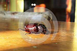 A big beetle in the wooden table