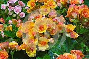 Big Begonia flowers in the garden