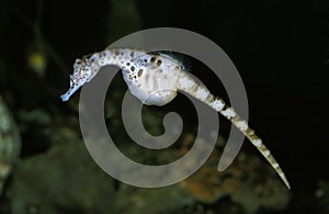 Big Bellied Seahorse, hippocampus abdominalis, Adult