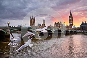 Big Ben with the Westminster Abbey and flying seagulls