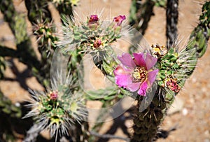 Big Bend National Park