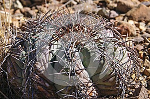 Cacti of Big Bend National Park. Three Turk`s head cacti Echinocactus horizonthalonius. photo