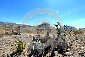 Big Bend National Park Landscape